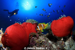 anemone guard ! by Helmy Hashim 
